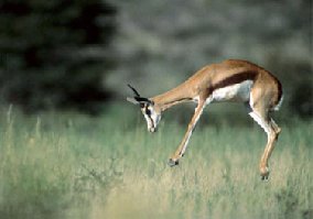 Antilopa skákavá